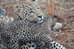 Leopard and Cub